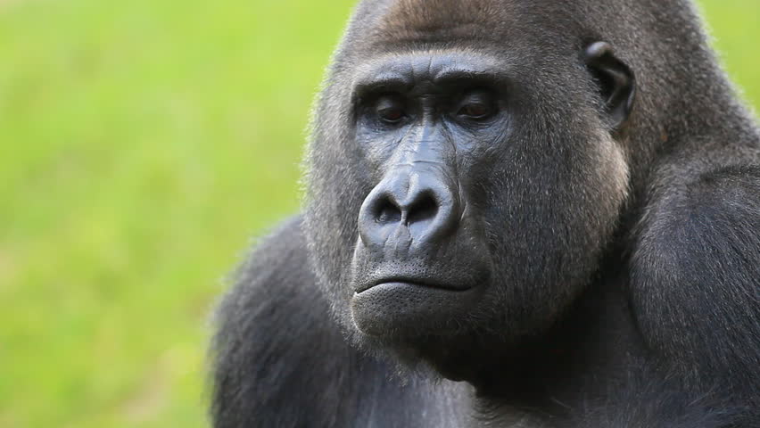 Gorilla Stock Footage Video 1136623 - Shutterstock