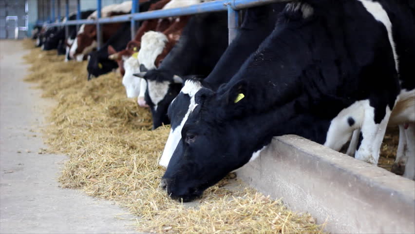 Holstein Cows Feeding On A Wisconsin Dairy Farm. Shows The Sprinklers ...