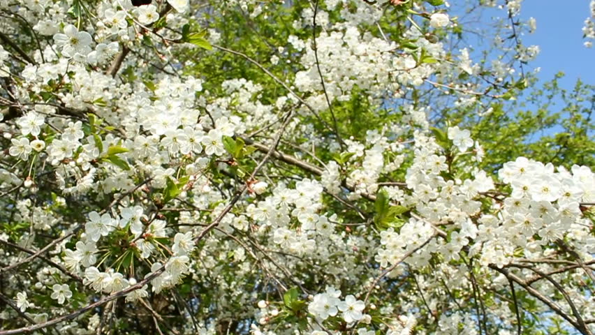 Pan + Hold Chinese Pear (Pyrus Ussuriensis Maxim.) Pyrus L. The Flowers ...