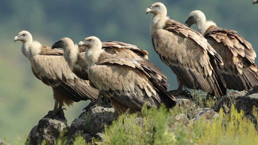 Large Group Of Griffon Vultures Eating Carcass In The Mountain Range ...