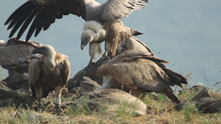 Large Group Of Griffon Vultures Eating Carcass In The Mountain Range ...