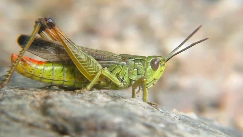 A Lizard Crawling On A Plant, Close-up Stock Footage Video 7482817 ...