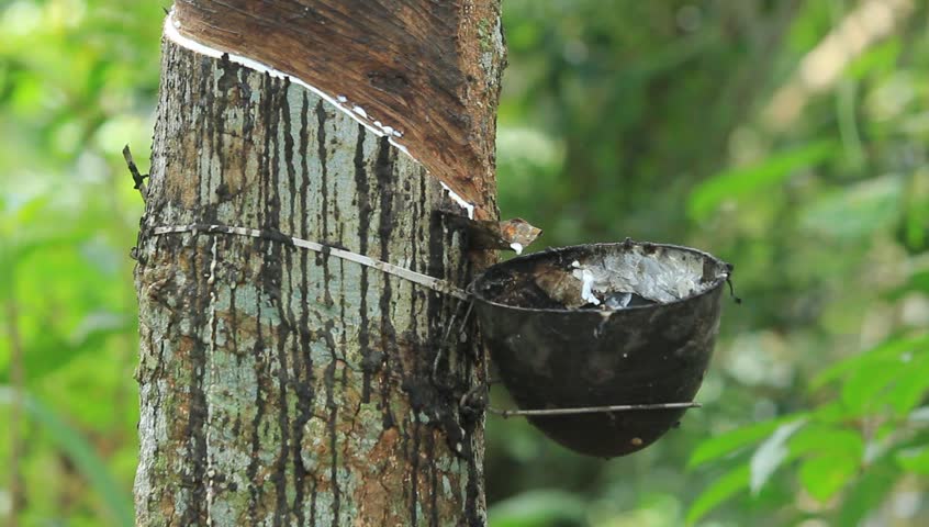 Rubber Tapping Plantation Tree Stock Footage Video 811717 - Shutterstock