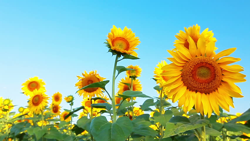 Animation Waving And Rotation Of Sunflowers On Clear Sky Background ...