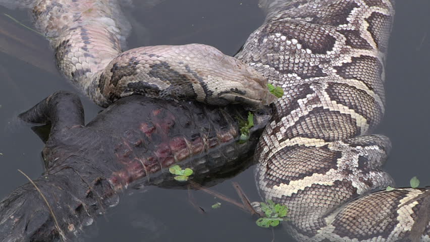 Dead Python And Alligator Stock Footage Video 1384168 - Shutterstock