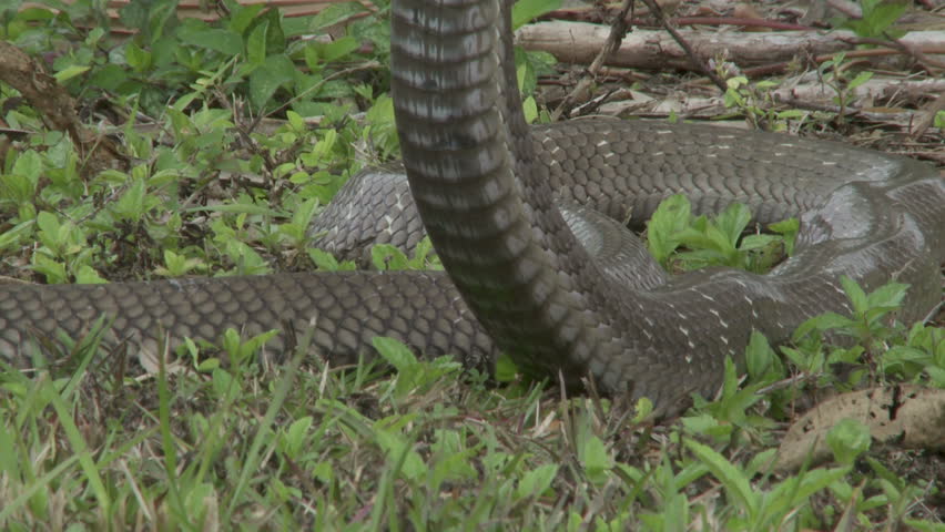 Closeup Of Cottonmouth Snake Near Water Stock Footage Video 2653553 ...