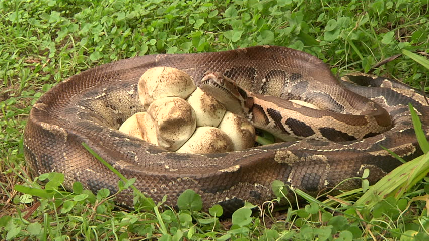 Python With Eggs Stock Footage Video 1394836 - Shutterstock