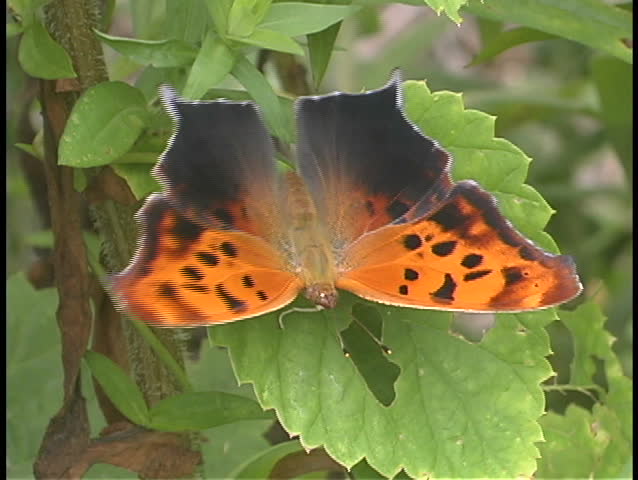 An Orange And Black Butterfly Perches On A Leaf. Stock Footage Video ...