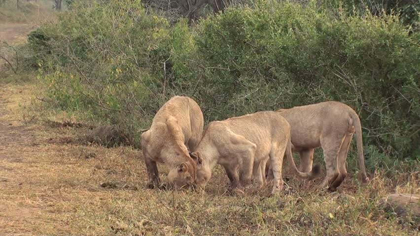 Lions Fighting Over Food Stock Footage Video 1431283 - Shutterstock