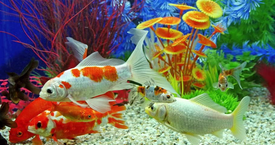 Fish Swimming In Tropical Freshwater Aquarium Stock Footage Video ...