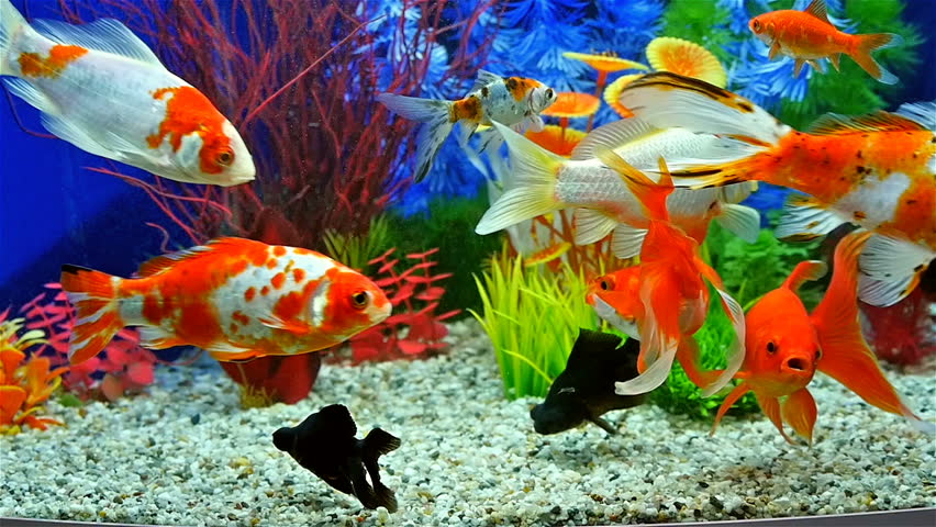 Slow Motion Of Goldfish Eating Fish Food And Swimming In Freshwater ...