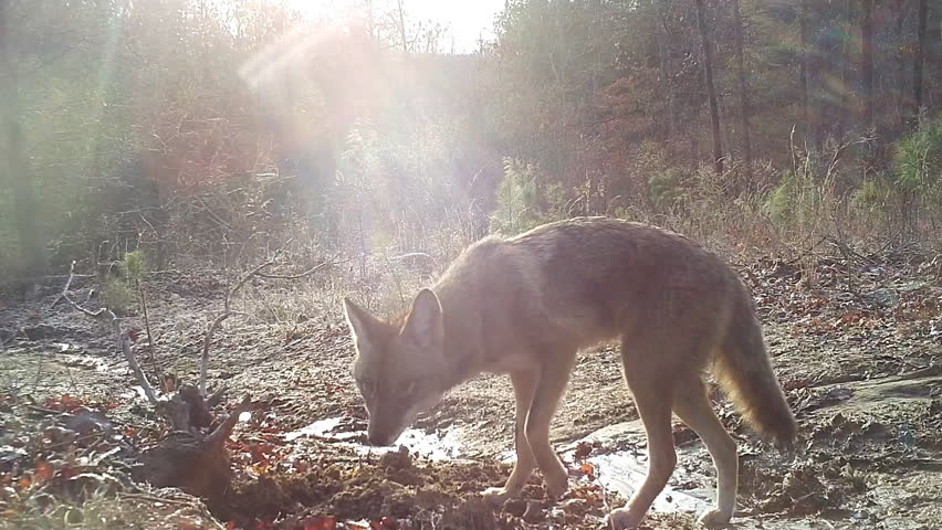 Coyote Digging In Animal Burrow Or Nest. Coyote (Canis Latrans) Is A ...