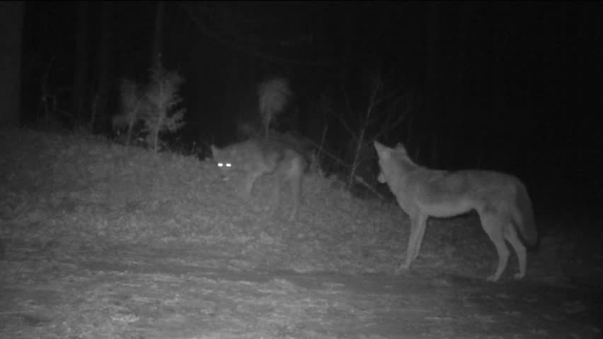 Coyote Digging In Animal Burrow Or Nest. Coyote (Canis Latrans) Is A ...