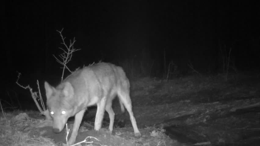 Coyote Digging In Animal Burrow Or Nest. Coyote (Canis Latrans) Is A ...