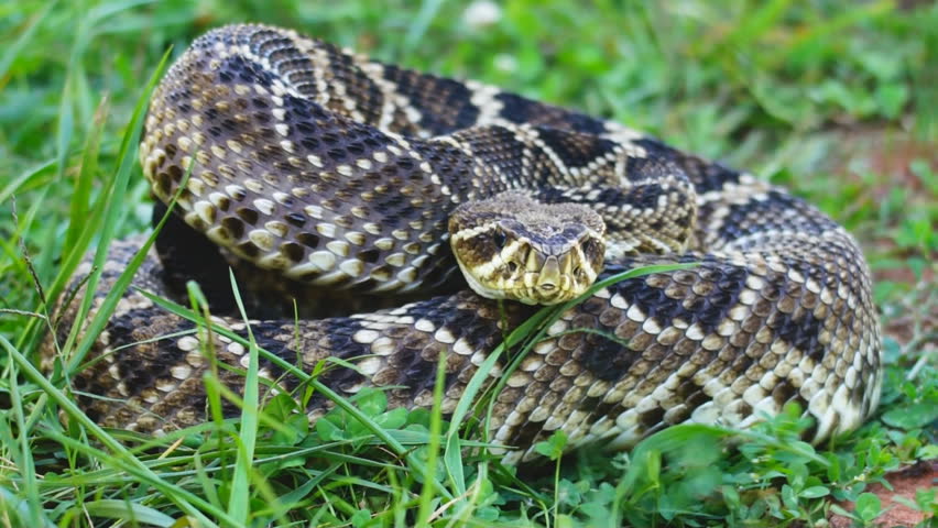 Eastern Diamondback Rattlesnake (Crotalus Adamanteus) Is A Highly ...