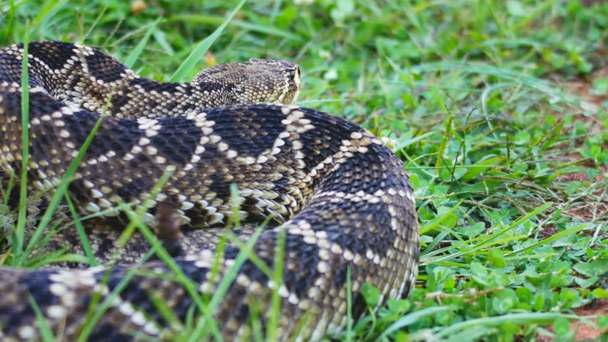 Eastern Diamondback Rattlesnake (Crotalus Adamanteus) Is A Highly ...