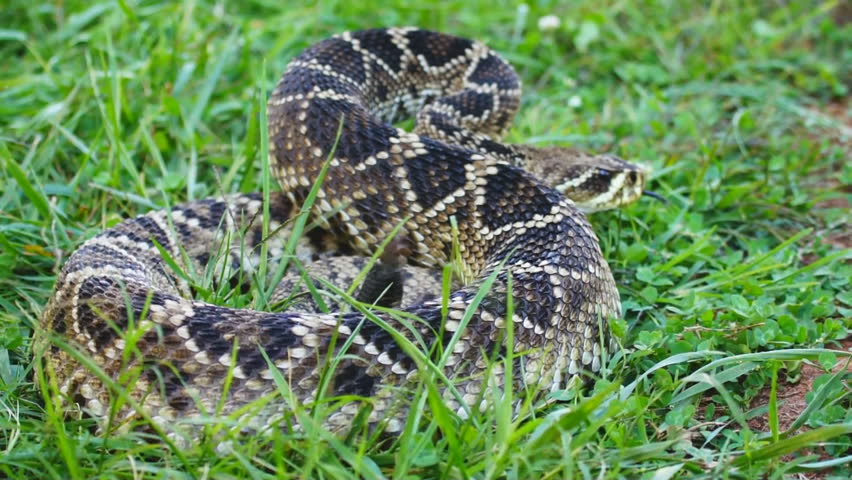 Eastern Diamondback Rattlesnake (Crotalus Adamanteus) Is A Highly ...