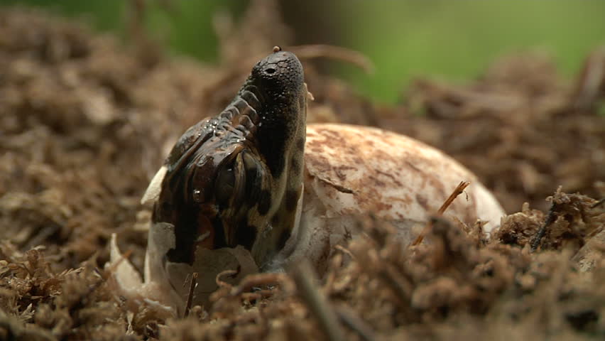 Alligator Eggs Hatch Stock Footage Video 1451614 - Shutterstock