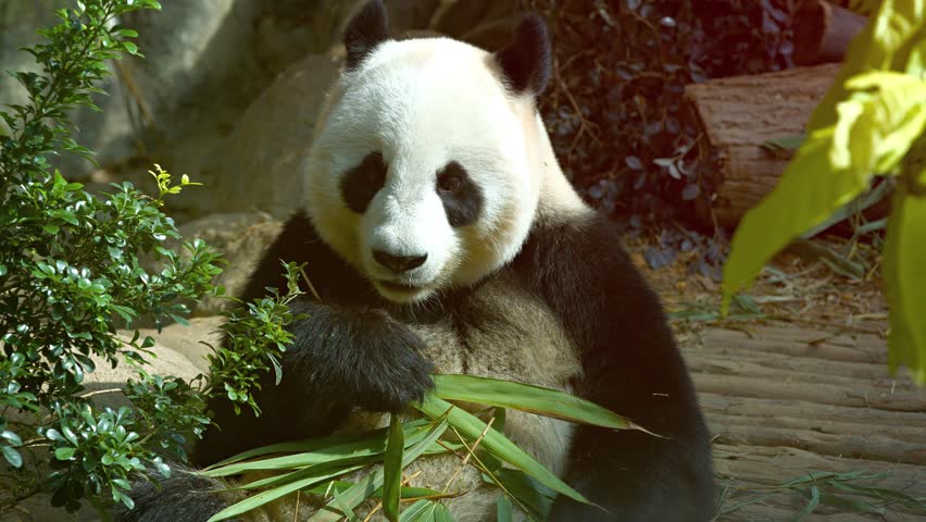 Adult Panda Holding Bamboo Shoots In His Paws While Eating The Leaves ...