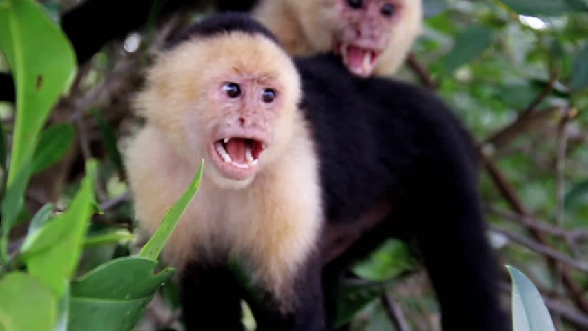 Two Monkeys Screaming And Holding Eachother Stock Footage Video 1479388 ...