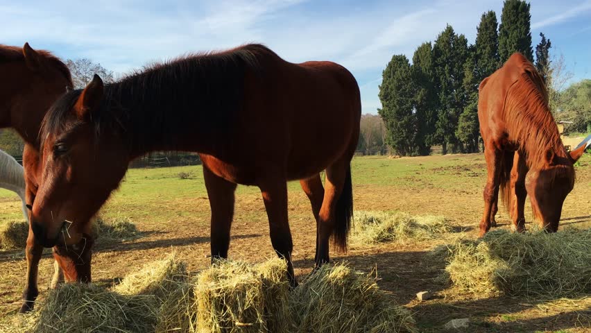 Horse Hay Stock Footage Video - Shutterstock