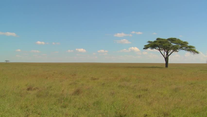 A Lonely Tree On The Serengeti Plain In Africa. Stock Footage Video ...