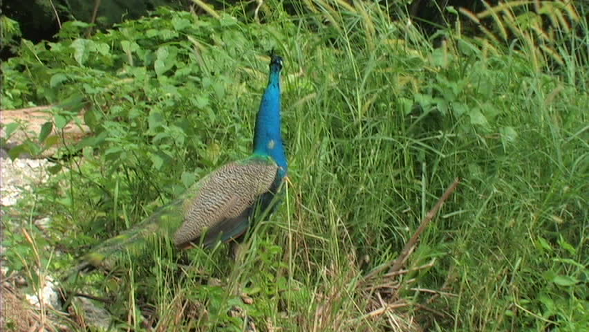 Indian Peacock Eating Food In Wilderness. Peafowl Are Ground Feeders ...