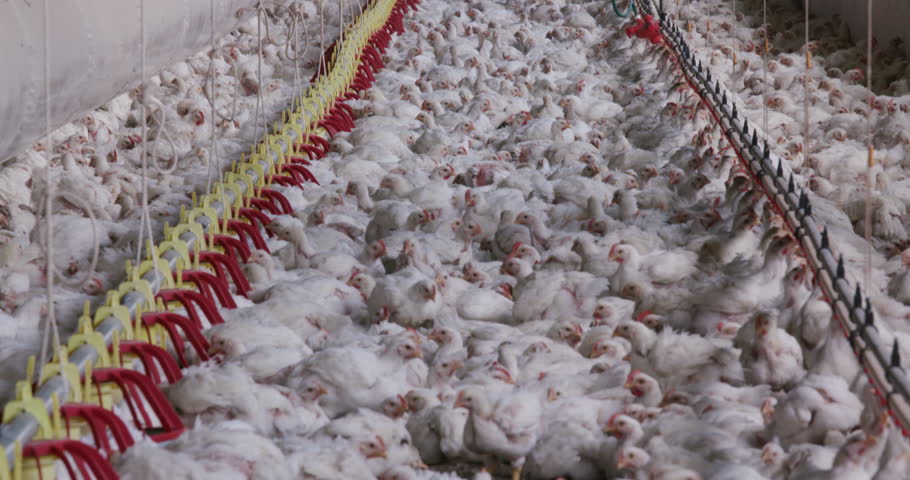 Intensive Factory Farming Of Chickens In Broiler Houses,South Africa ...