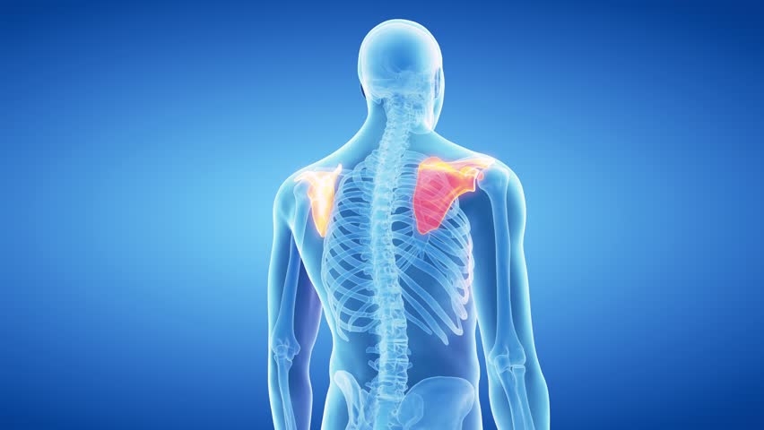 Human Body Scan With Skeleton Stock Footage Video 742651 - Shutterstock