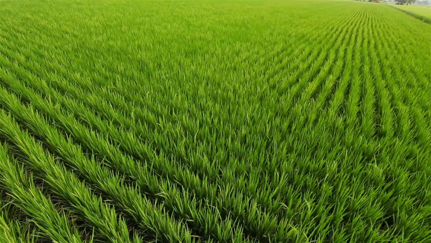 Rice Fields In The Morning From The Top View. Crane Shot Rice Farm In ...