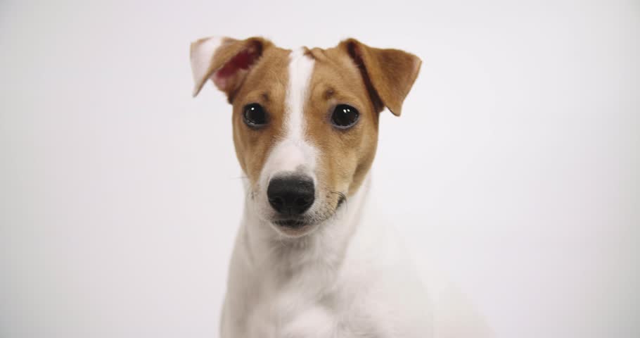 Cute Jack Russell Terrier Listens Attentively And Shakes Head. Small ...