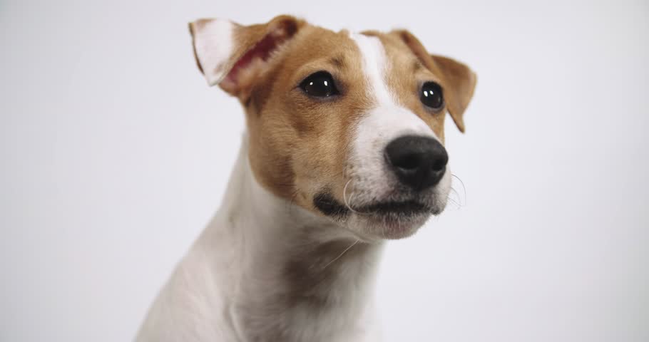 Cute Jack Russell Terrier Listens Attentively And Shakes Head. Small ...