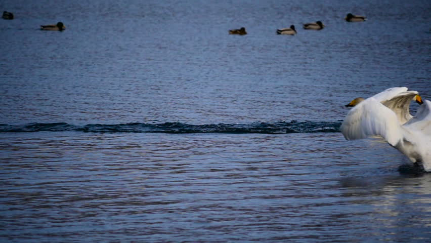 Swan Mating Dance Slow Motion Stock Footage Video 15274474 - Shutterstock