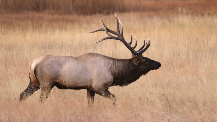 Big Bull Elk Stock Footage Video 2845174 - Shutterstock