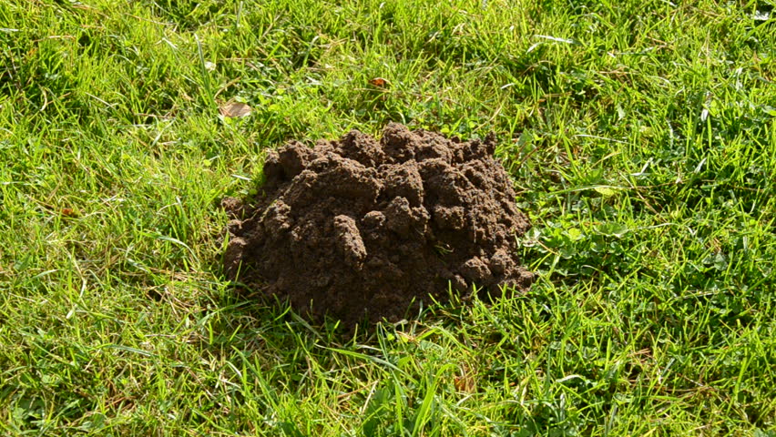 Fresh Mole Molehills On Plowed Field Stock Footage Video 3658919 ...