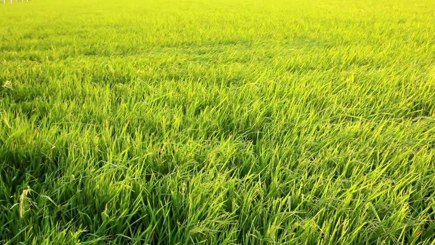 Dry Paddy Field Stock Footage Video - Shutterstock