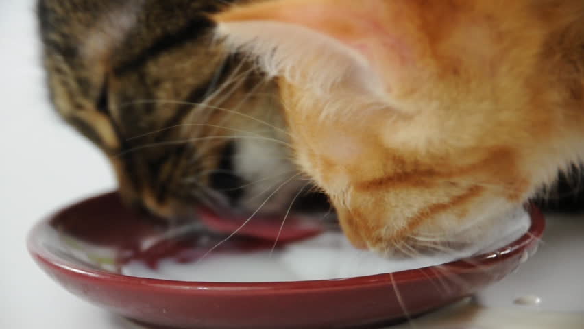 Two Cats Drinking Milk Together Stock Footage Video 3343682 - Shutterstock