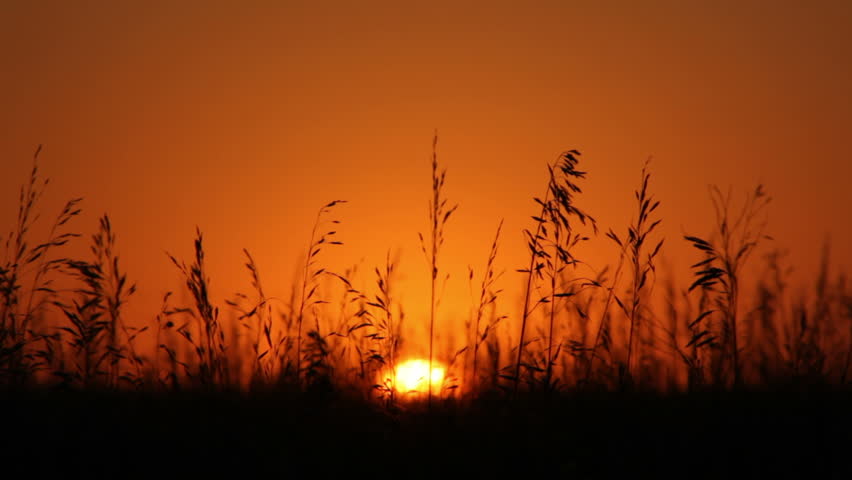 Late Sun Setting Over A Field Stock Footage Video 1691728 - Shutterstock