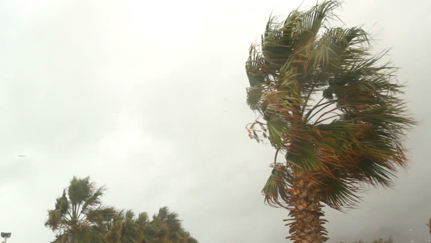 Strong Wind Blowing Trees In Waves Stock Footage Video 4616924 ...