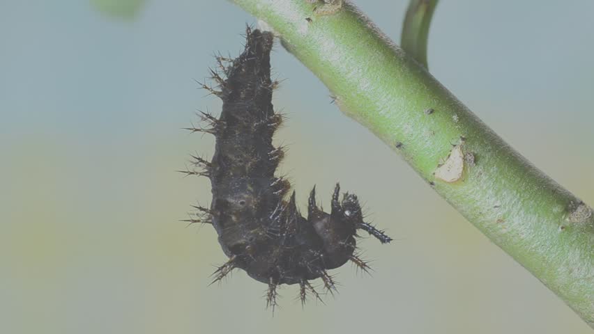 Caterpillar Of Blue Moon Butterfly Turning Into Pupa Part 2 Of 4 Stock ...