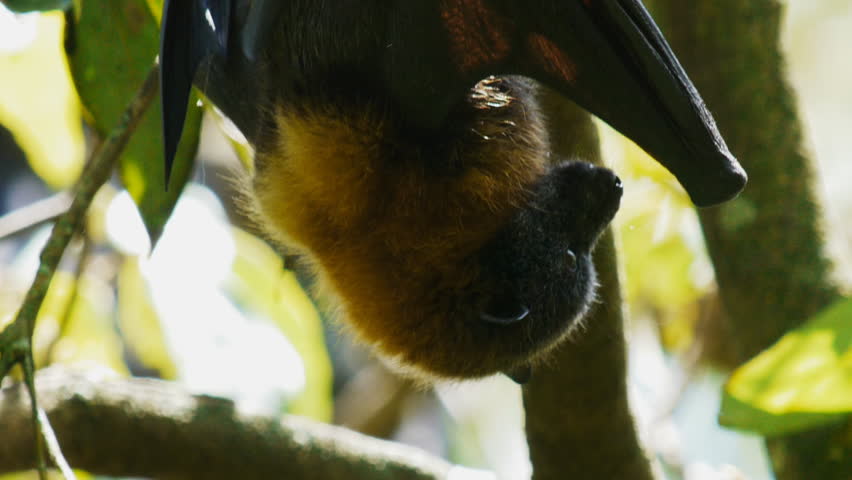 Close Up Of A Fruit Bat Cleaning Itself Stock Footage Video 1750610 ...