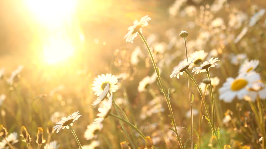 Field Of Daisies At Sunset Stock Footage Video 1769411 - Shutterstock