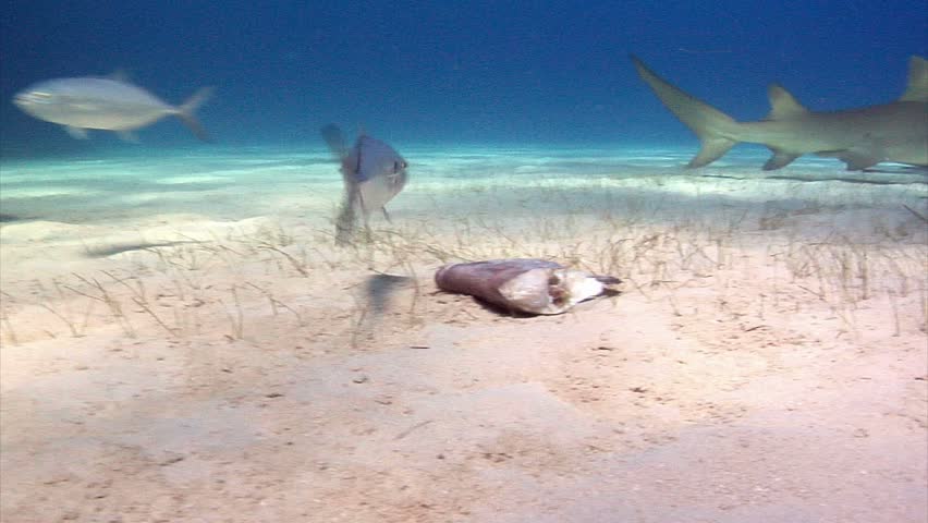 Juvenile Lemon Shark Feeding Stock Footage Video 1811774 - Shutterstock