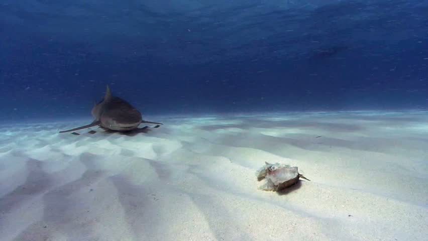 Juvenile Lemon Shark Feeding Stock Footage Video 1811774 - Shutterstock