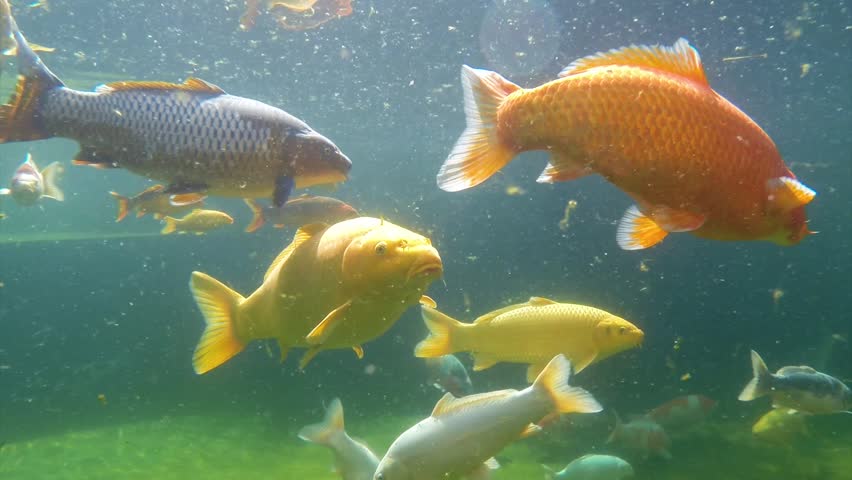 STOCKHOLM, SWEDEN JUNE 2015: Colorful Koi Fishes Swimming In A Pond ...