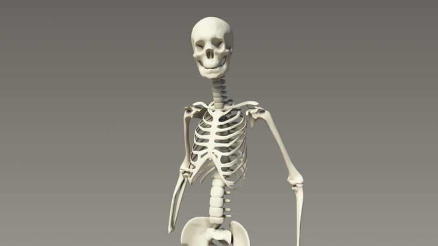 Realistic Human Skeleton 360 View With Loop Stock Footage Video 2771846 ...