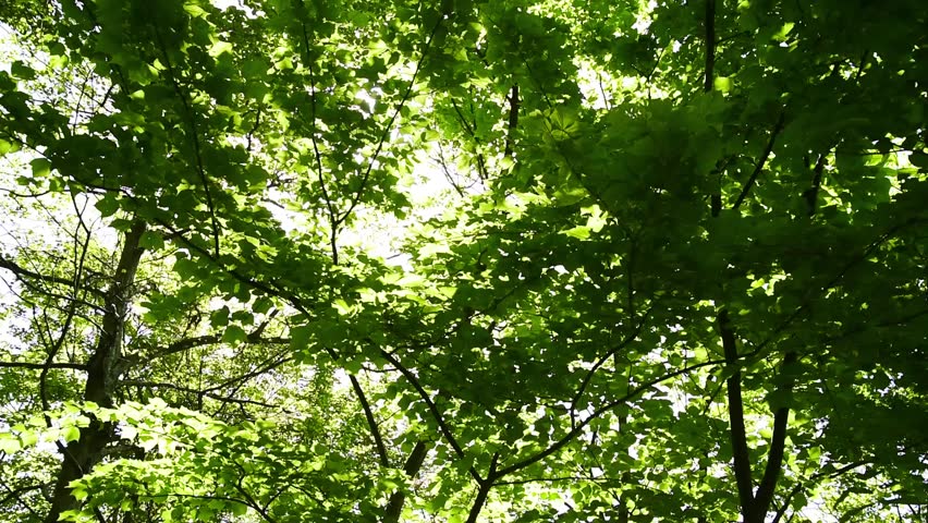 Looking Up At Green Leaves In The Woods Stock Footage Video 1094104 ...