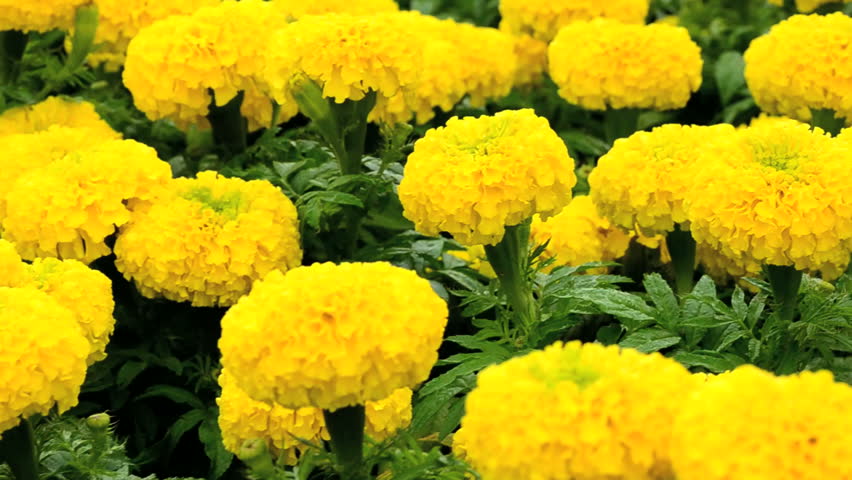 Marigold (scientific Name: Tagetes Erecta L .; Common Name: Marigold ...