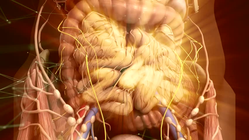 Human Anatomy. Movement Guts Inside The Abdomen Stock Footage Video ...