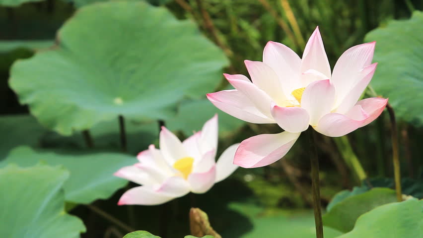 Lotus Flowers On Dal Lake In Kashmir Stock Footage Video 28027 ...